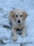 Pippa im Schnee
