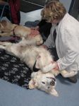 Praxisseminar Teil II Nelly bei der Ausbildung zum Schulhund